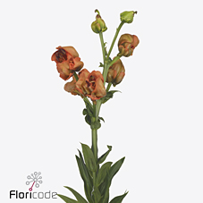 Лилия Тинторетто 90, шт.