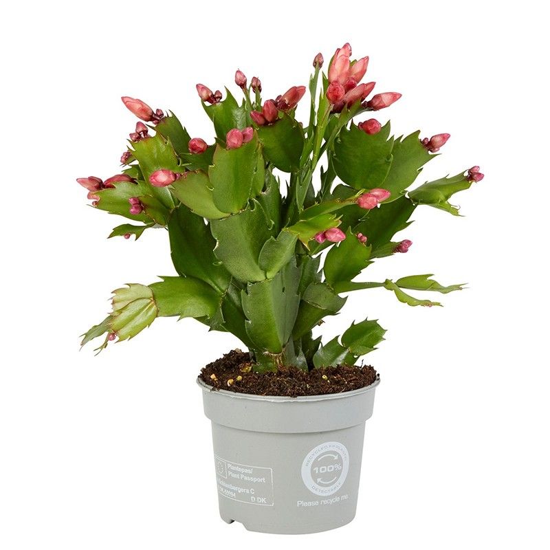 Schlumbergera Orange Brazil, D 9 cm Schlumbergera Orange Brazil, D 9 cm