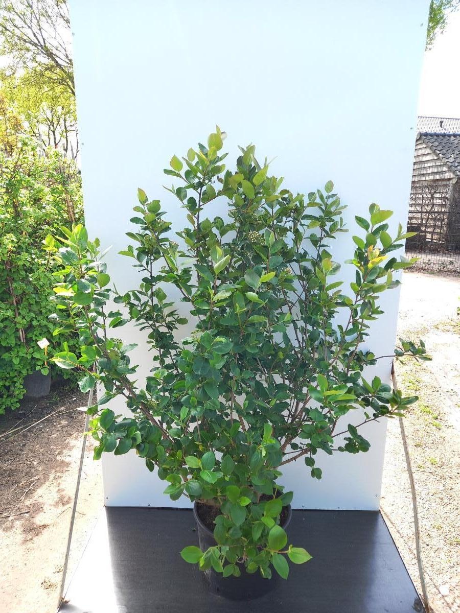 Aronia prunifolia 'Viking', D 40