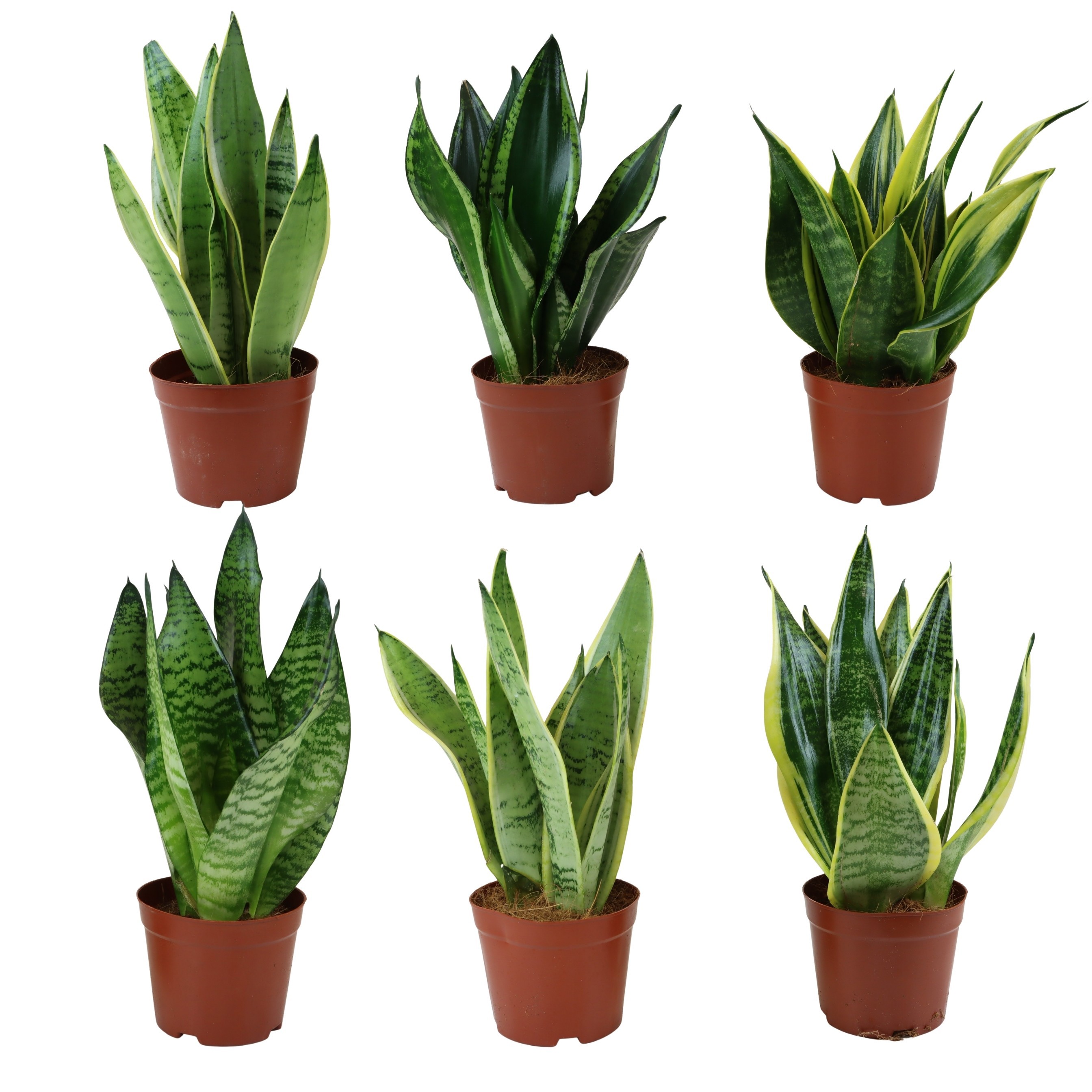Sansevieria Hahni mix 12 cm, D 12