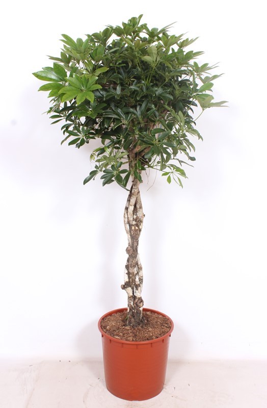 Schefflera arboricola 'Compacta', D 34