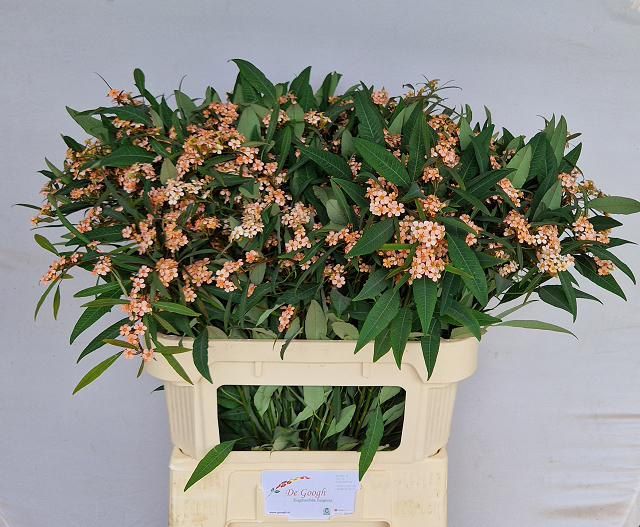 Эуфорбия куст. Фае Кинг 80, шт.