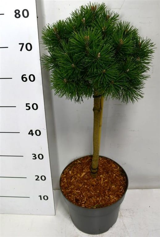 Pinus mugo 'Mops', D 26