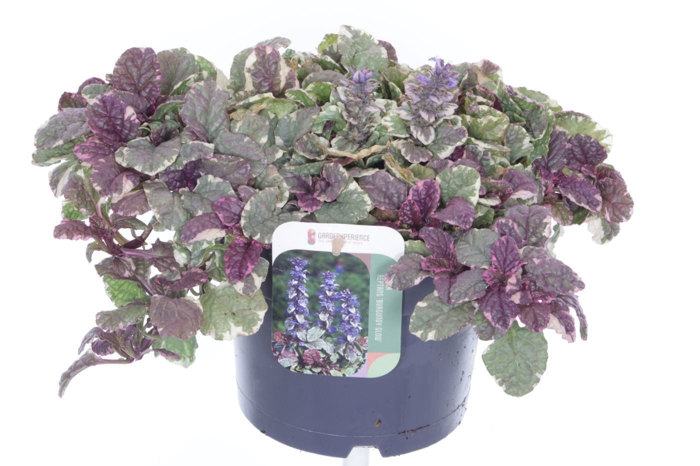Ajuga reptans Burgundy Glow, D 17 cm