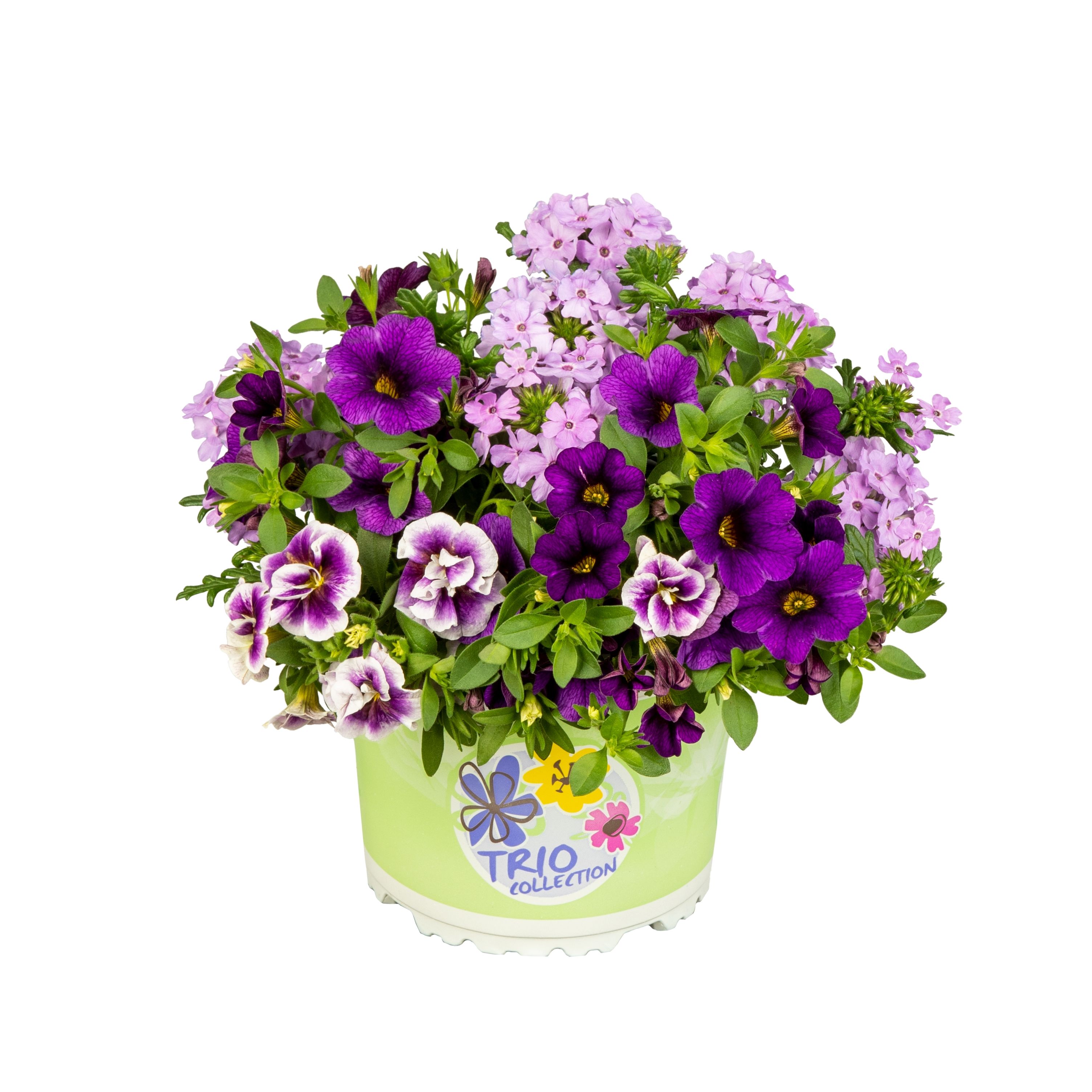 Checkies Violet Passion Lavendel-Dark Blue-Blue Bicolor, D 13