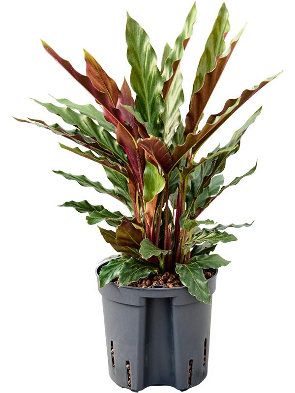 Calathea rufibarba 'Elgergrass', D 13
