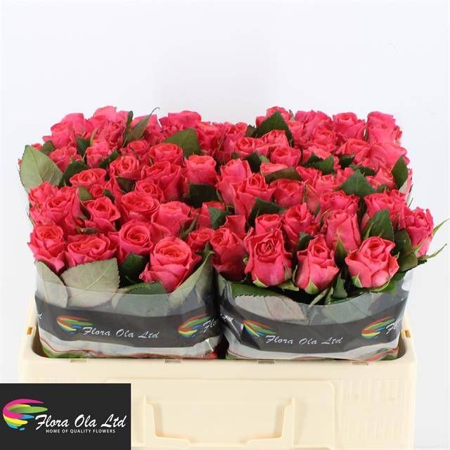 Роза од. Пинк Такази+ 50, шт.