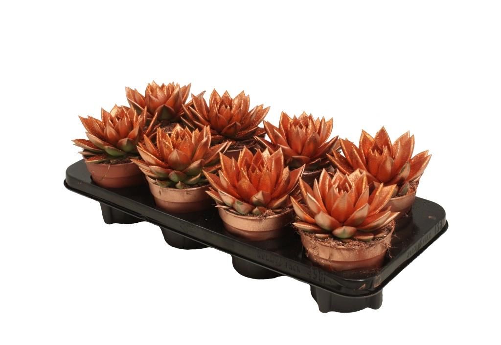 Miranda coloured bronze + Natureglit®, D 12 cm