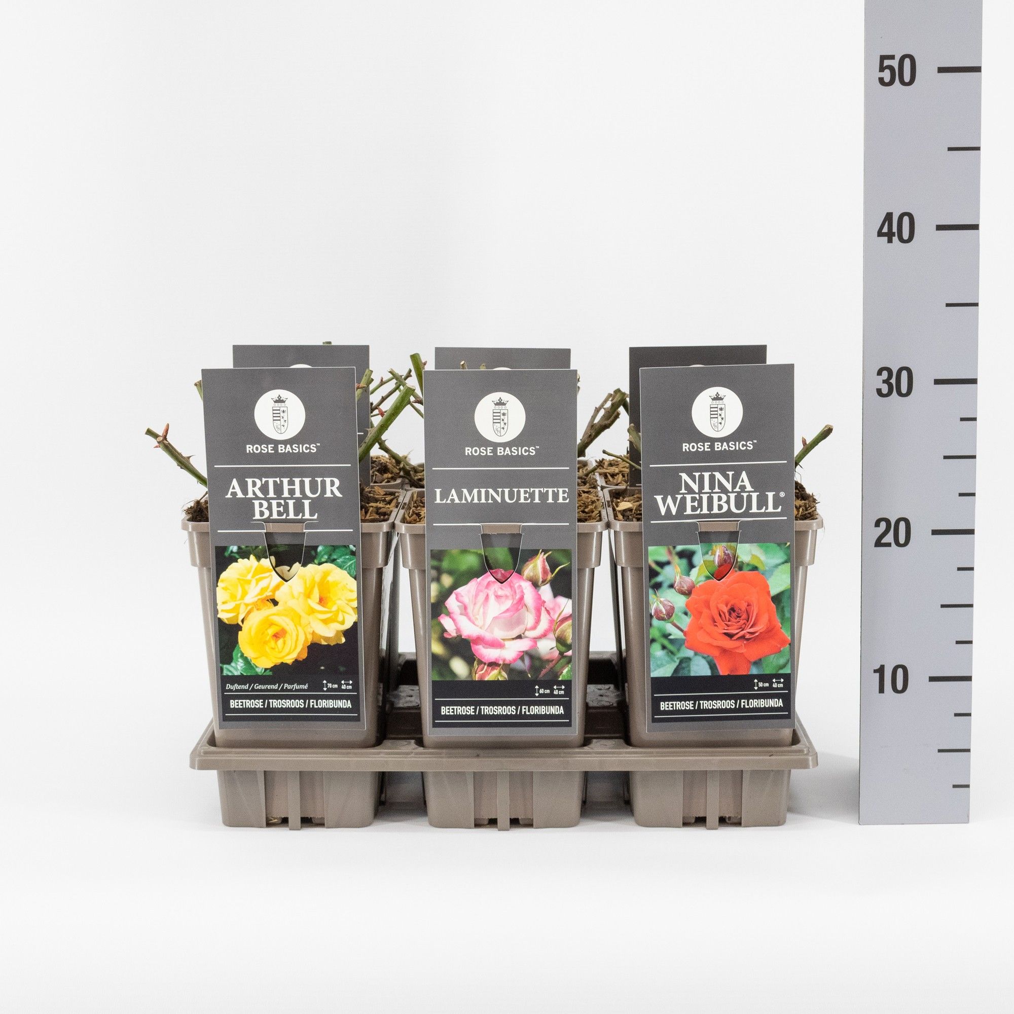 Rose Basics trosroos (F) mix, C3, D 17