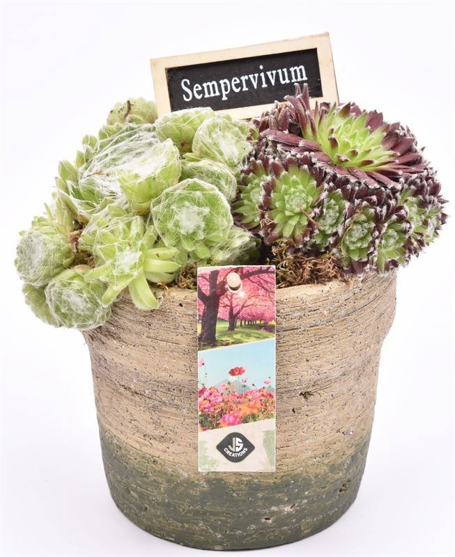 Cement pot naturel/groen 13.5cm, D 14