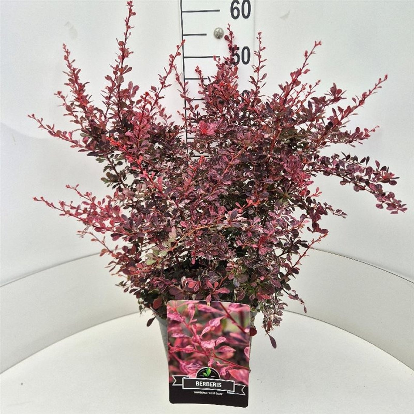 Berberis thunb. 'Rose Glow', D 28
