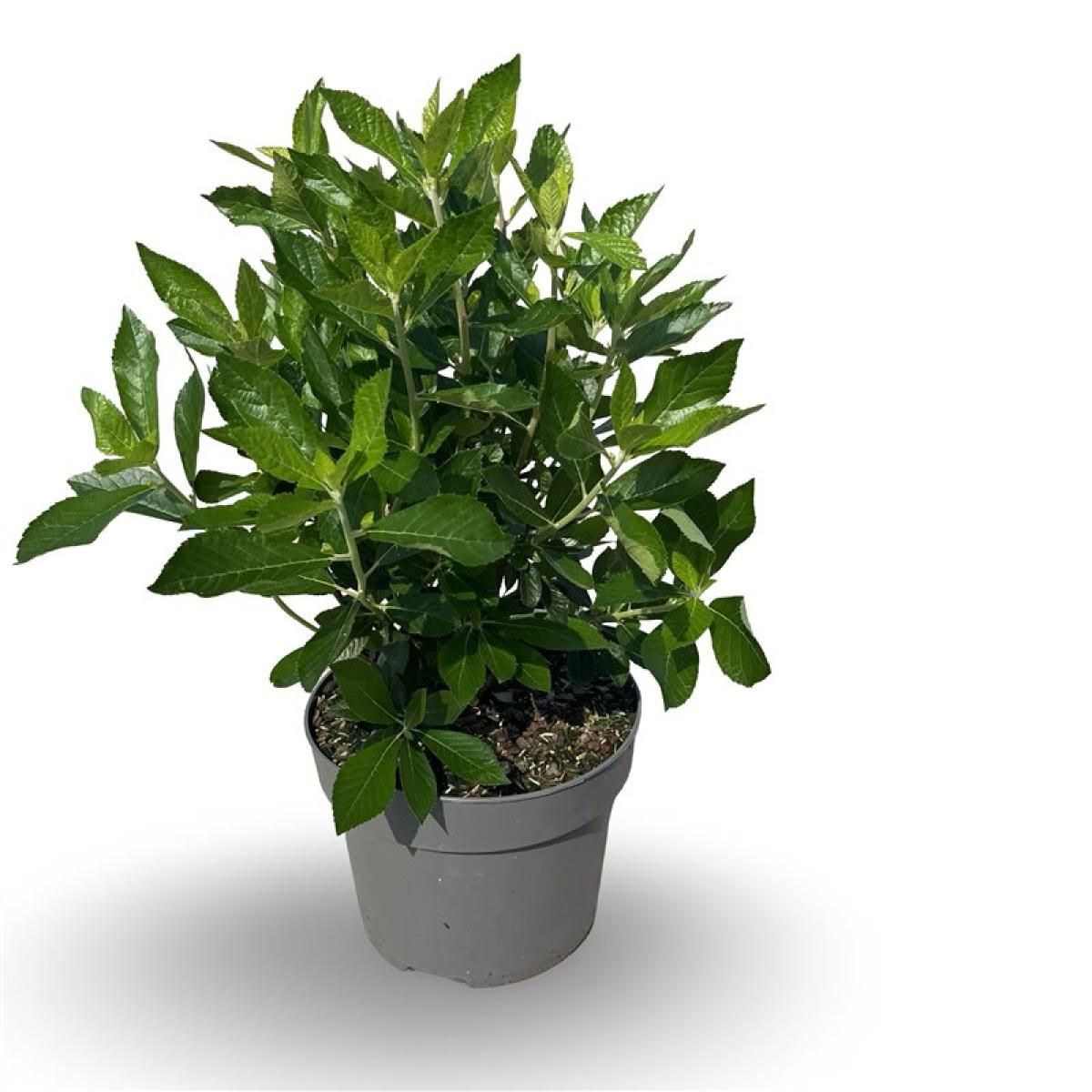 Clethra alnif. 'Hummingbird', D 21 cm