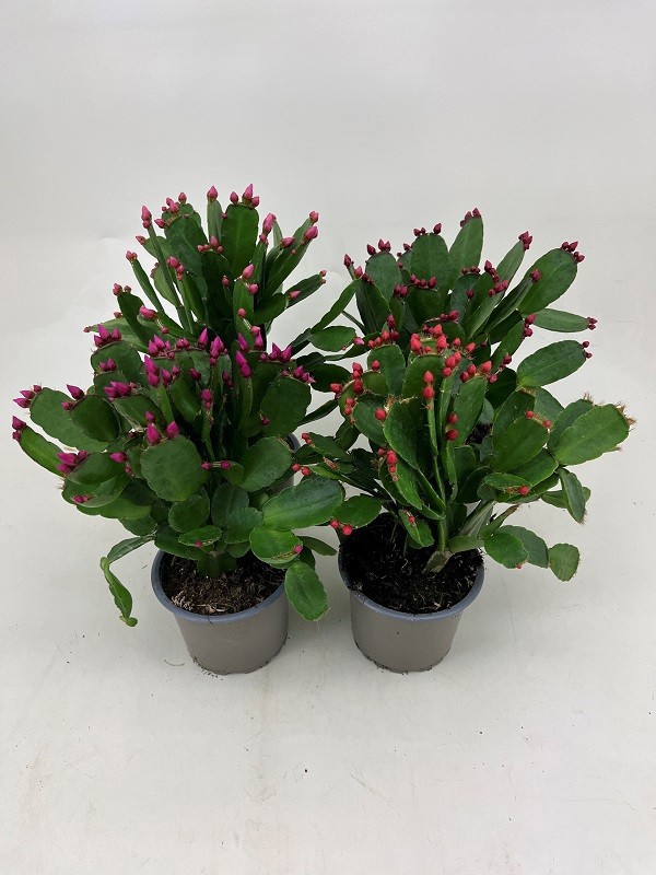 RHIPSALIDOPSIS-HYBRID, D 9