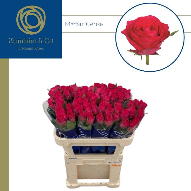 Роза од. Мадам Цериз 70, шт.