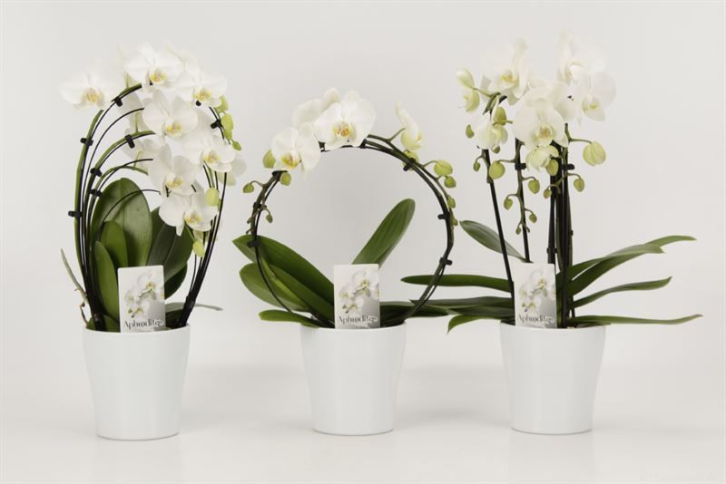 Phalaenopsis overig Shapes wit in wit keramiek, D 12 cm
