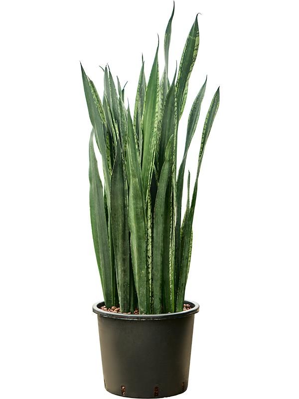 Sansevieria trifasciata 'Black Tiger', D 30 cm