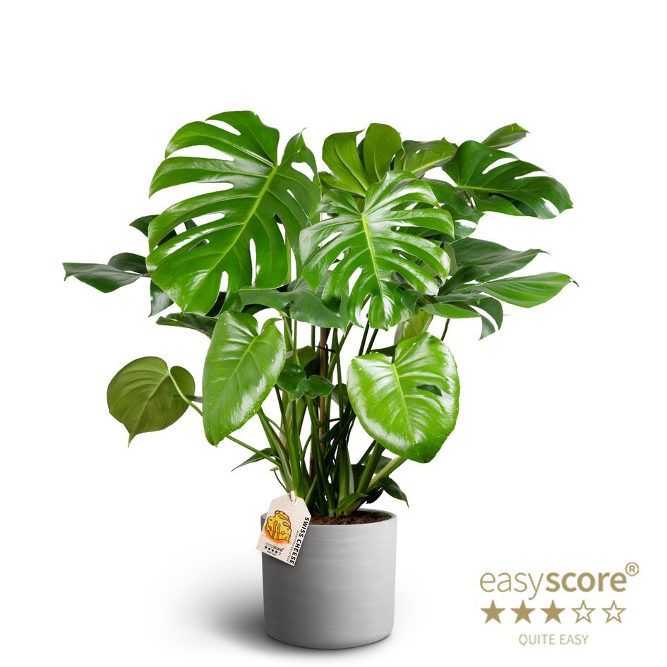 Raw Grey, Monstera deliciosa, D 26