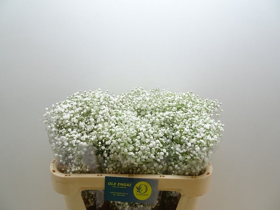 Гипсофила Экселенс 70, шт.