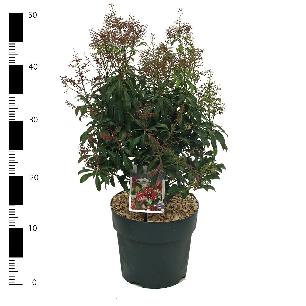 Pieris japonica 'Passion' PBR, D 23