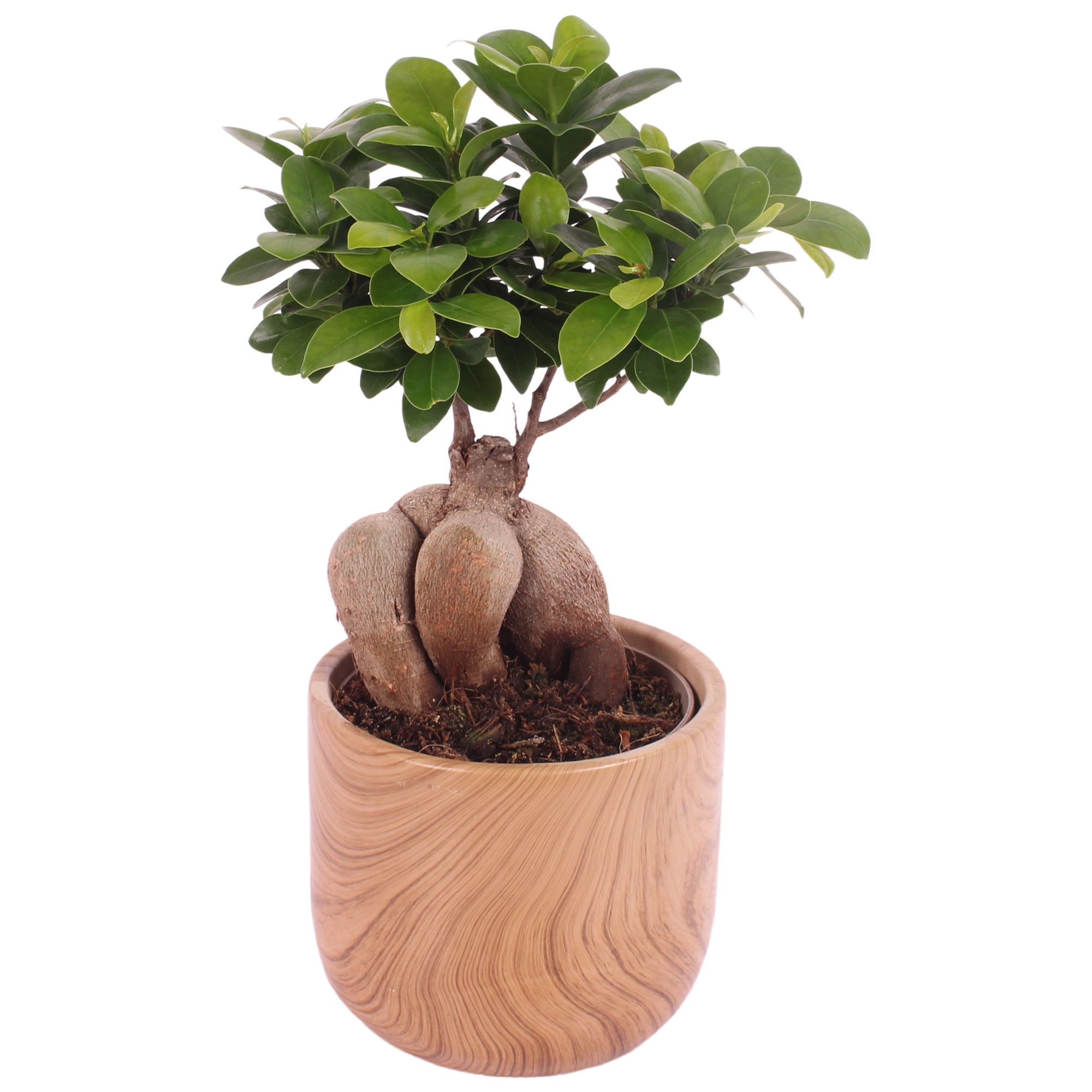 Ficus m. Ginseng Ball Shape Ø12cm in Ø14cm Ceramic NT565, D 14