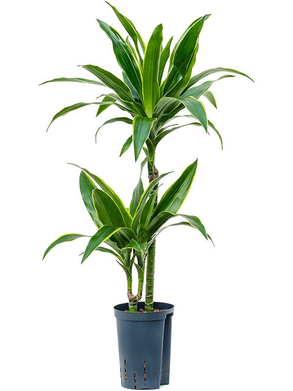 Dracaena fragrans 'Arturo', D 15 cm