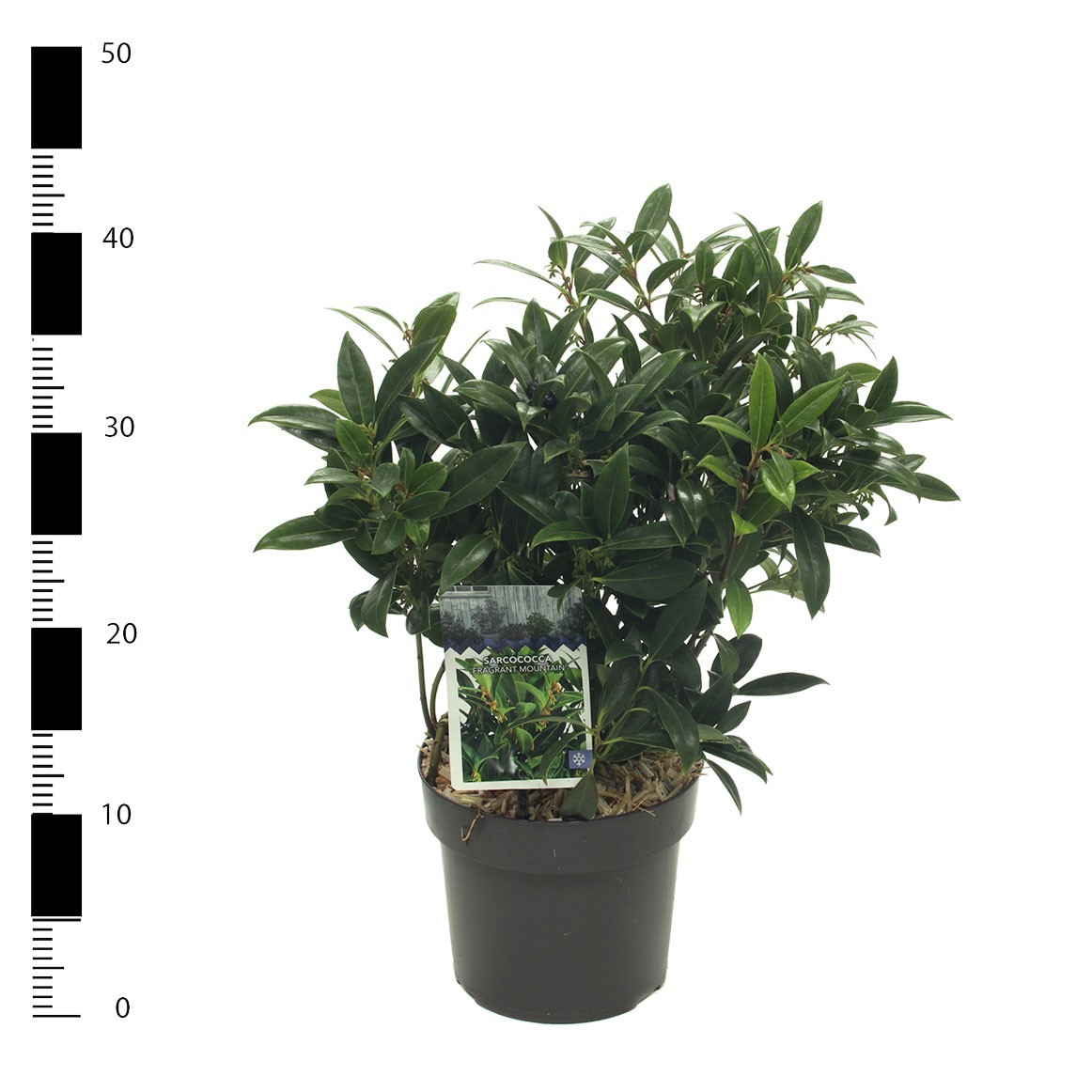 Sarcococca 'Fragrant Mountain' (Sarsid 4) PBR, D 17