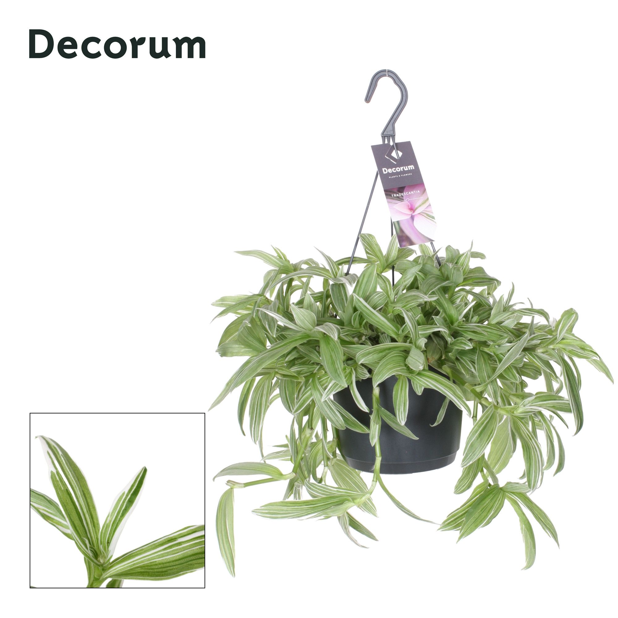 Tradescantia Albi Silvery Hill HP 17 cm, D 17