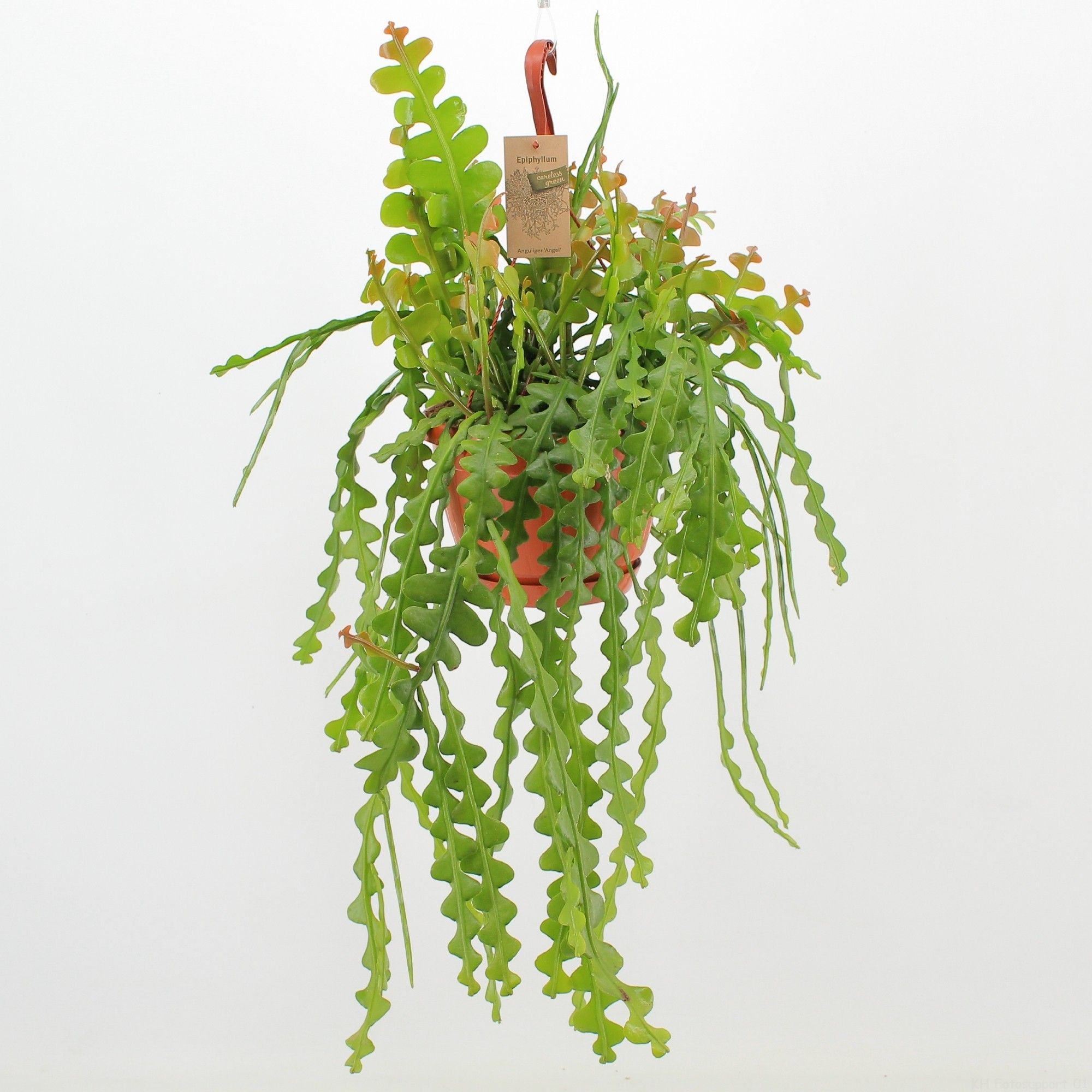 Epiphyllum Anguliger ‘Angel’, D 21