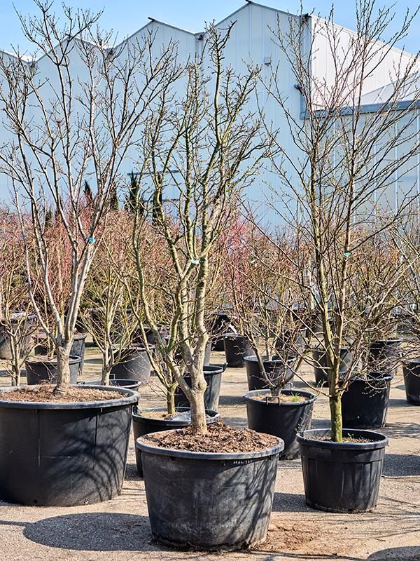 Acer pal. 'Shishigashira', D 85