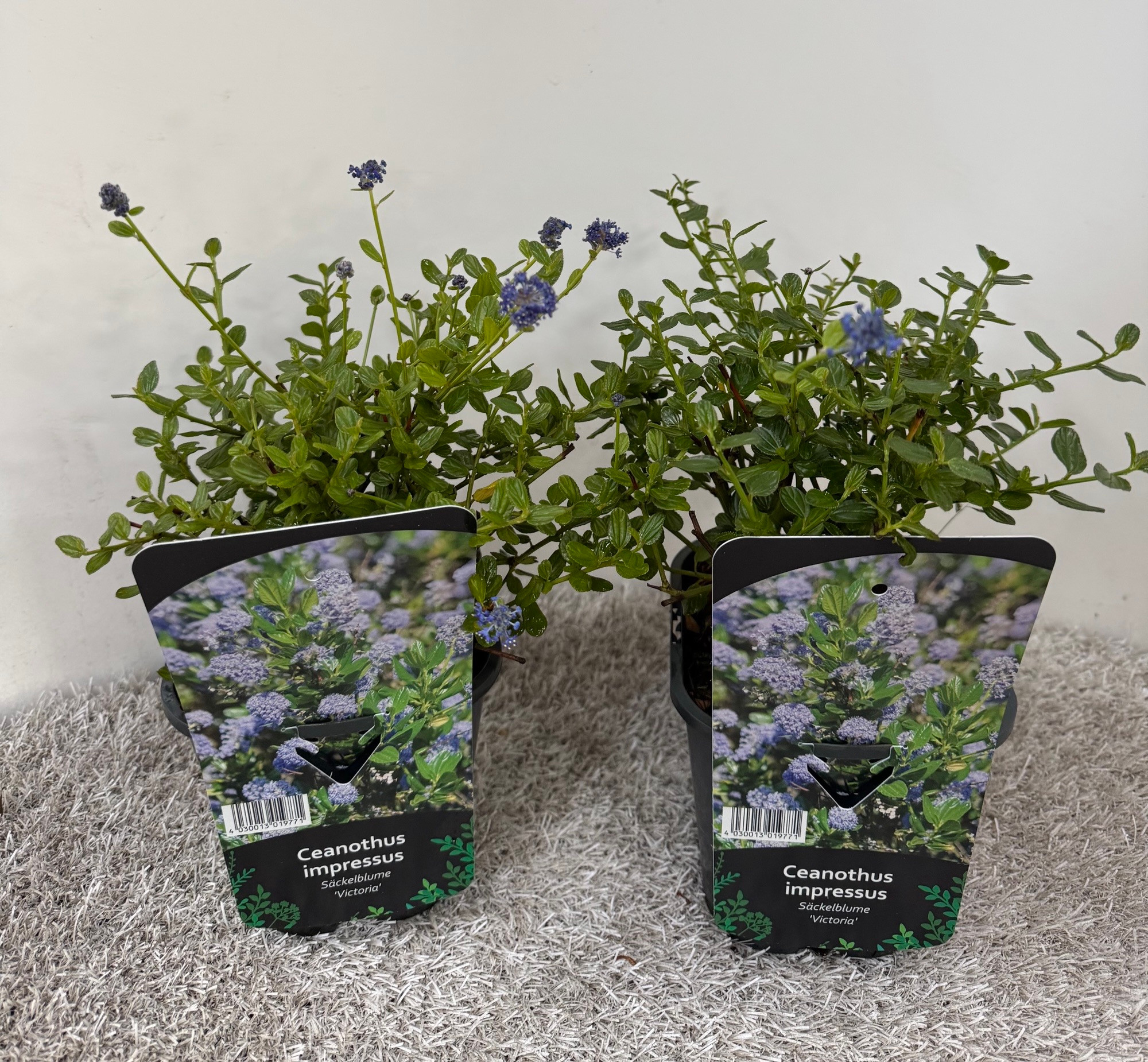 Ceanothus impressus Victoria, D 14