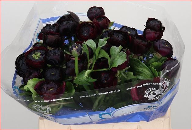 Ранункулус Саксесс Нерон 40, шт.