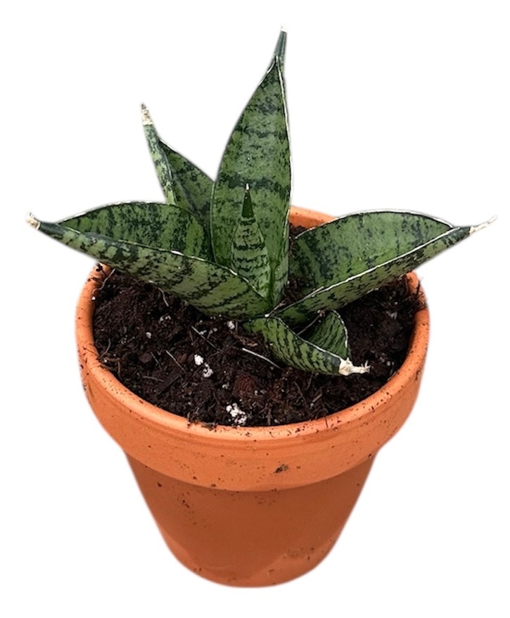 Sansevieria Pagodah Dark, D 8