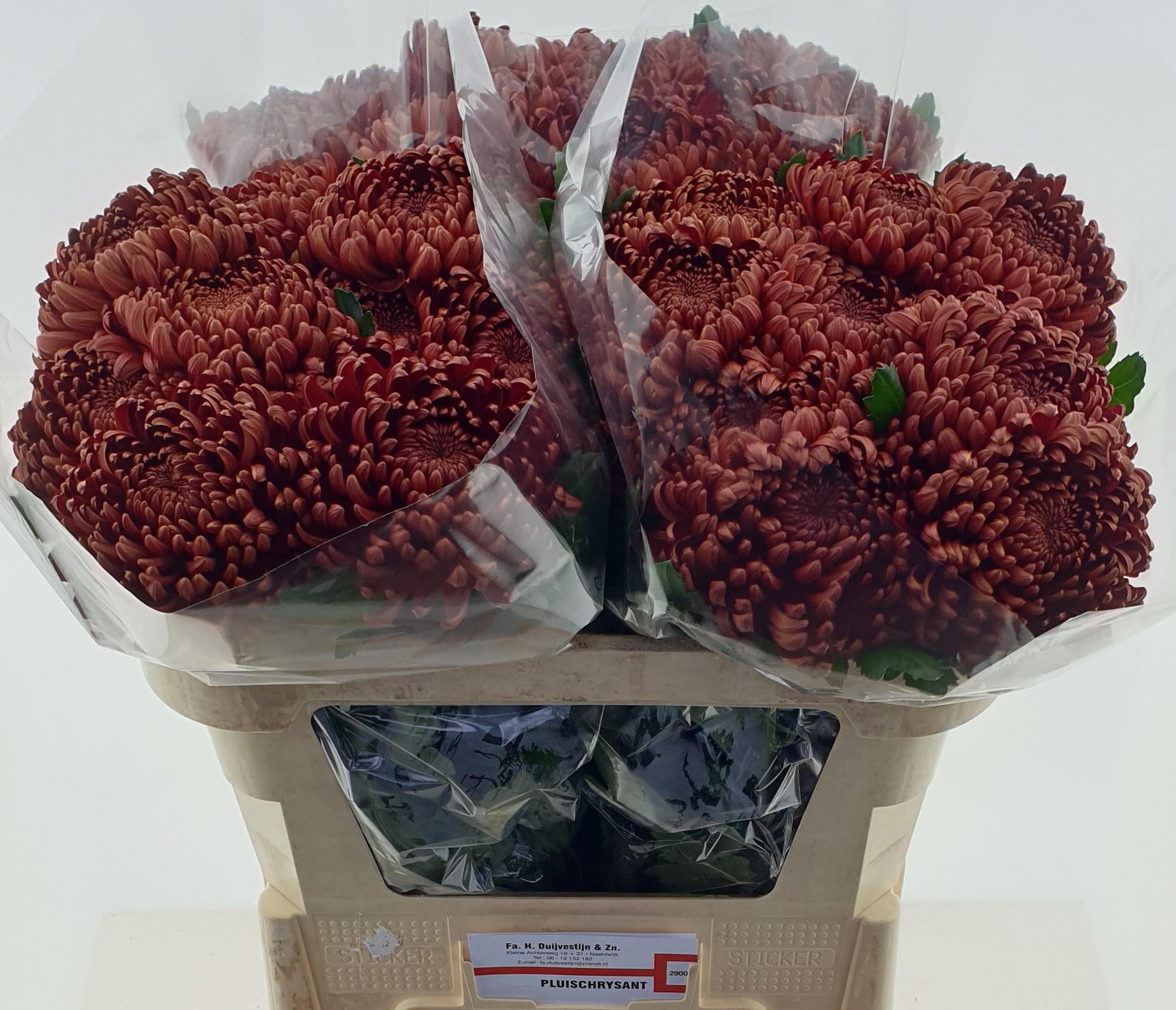 Хризантема од. Анкара Рэд 70, шт.