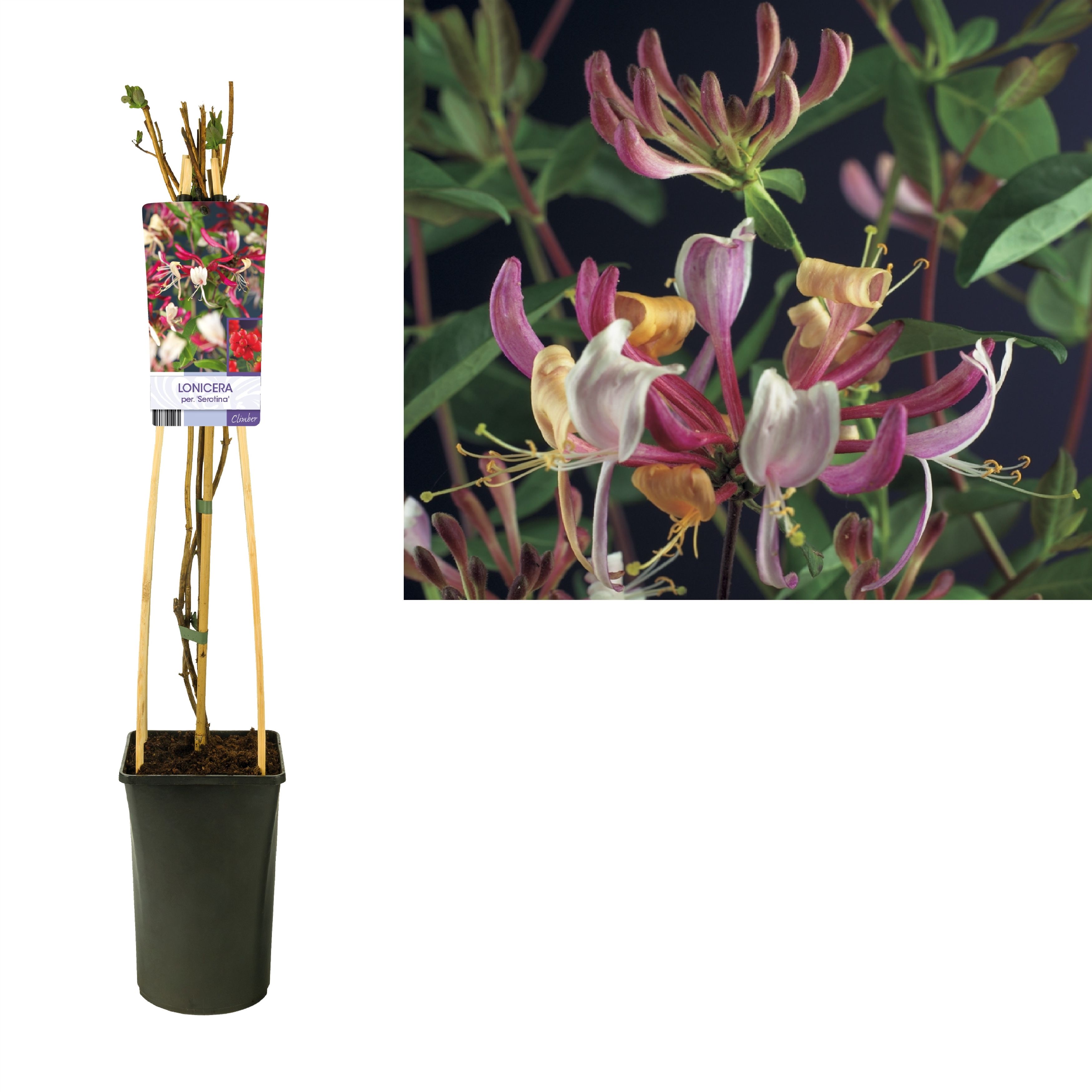 Lonicera per. 'Serotina' +light label, D 17