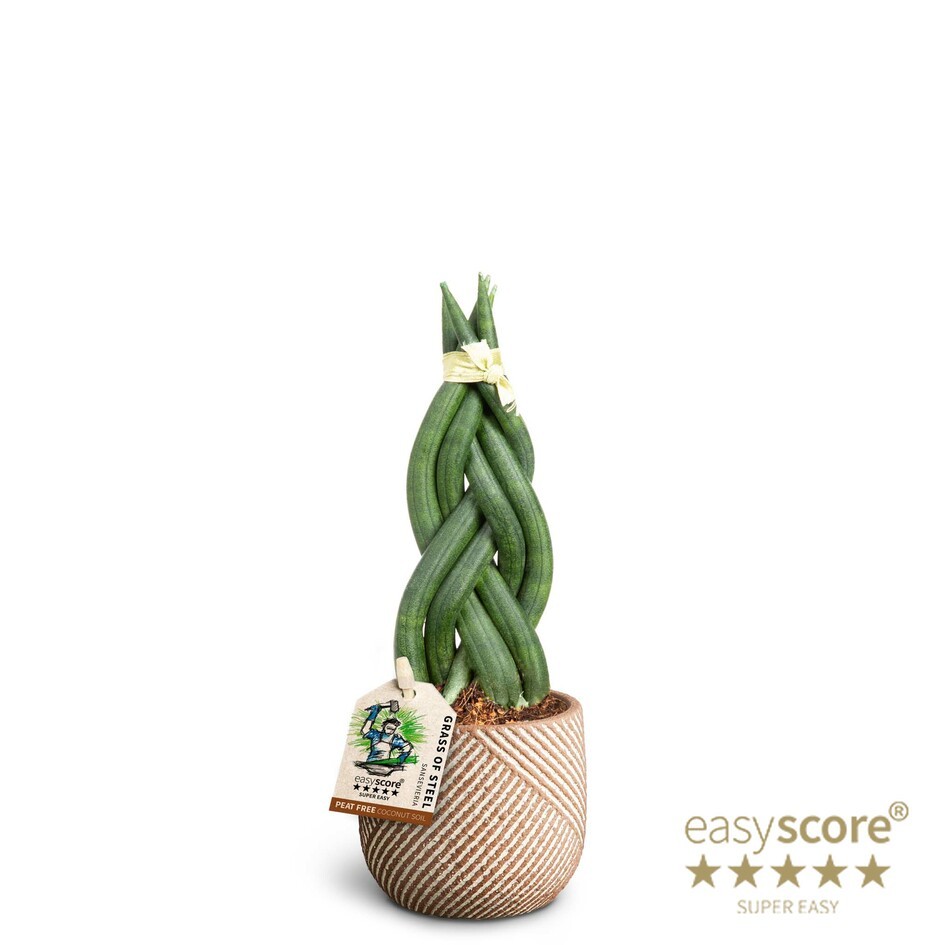 Grove Nougat, Sansevieria Cylindrica 'Braid', D 7