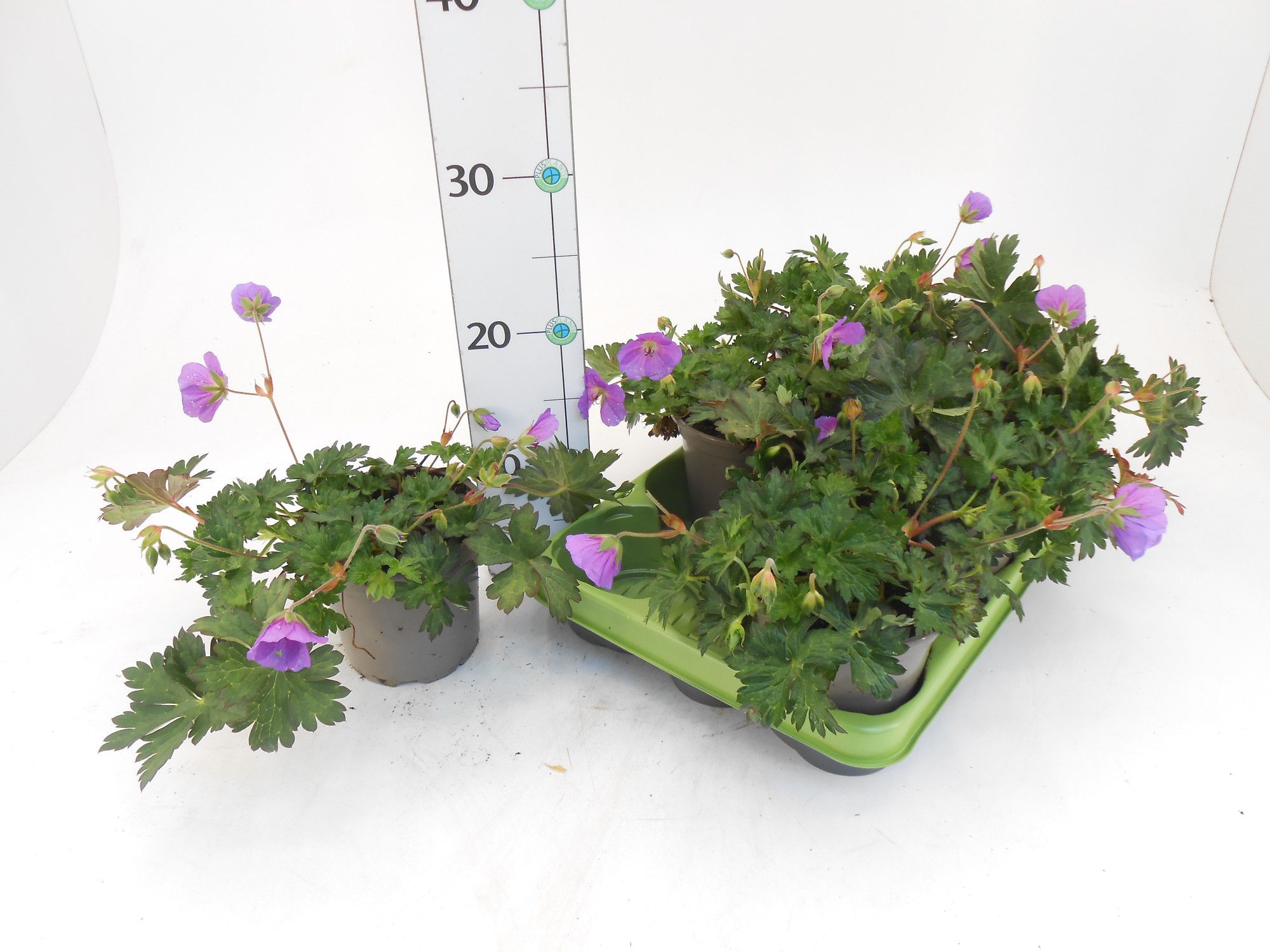 Geranium x hybridum 'Azure Rush', D 13