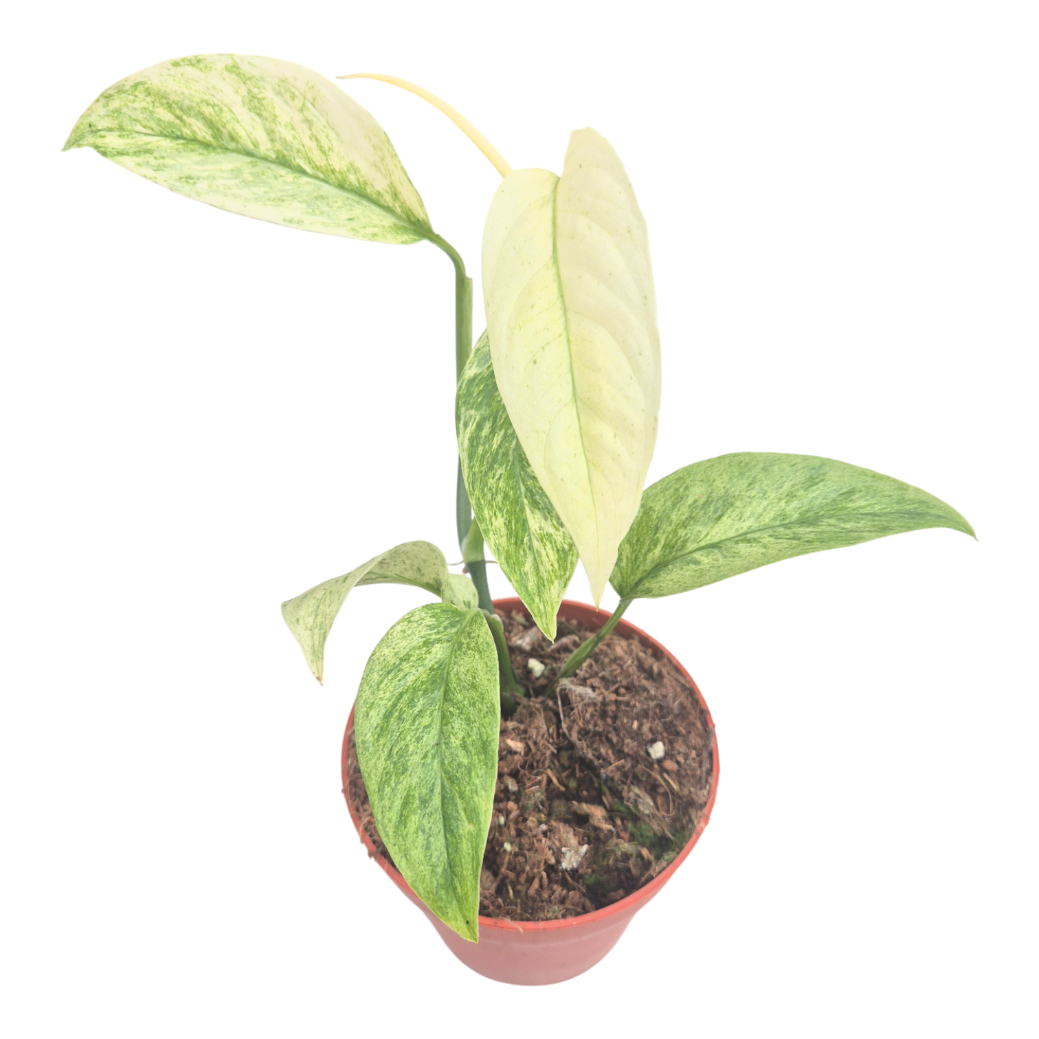 Monstera Laniata Mint, D 9