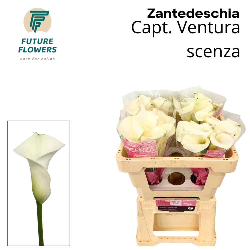 Калла Кэптен Вентура 50 (бел.), шт.