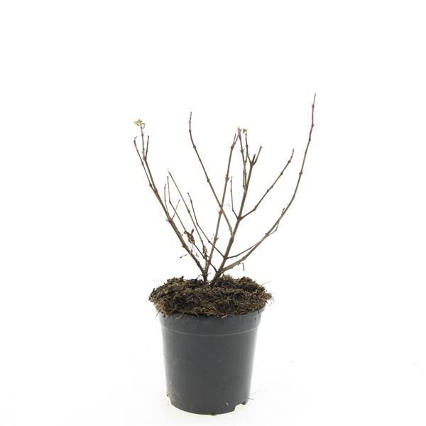 Fuchsia 'Mrs Popple', D 14