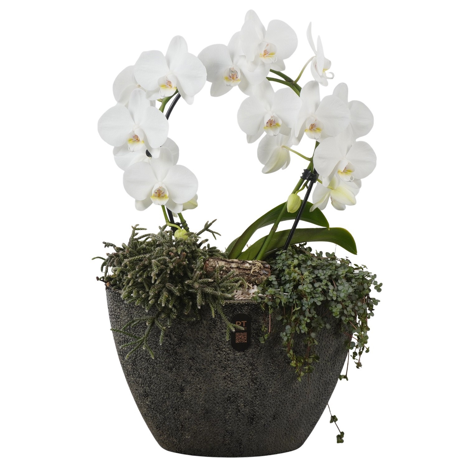 PTIB5353 Arrangement Indoor in keramiek pot ovaal, D 33