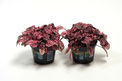 HYPOESTES PHYLLOSTACHYA 'CARMINA', D 11