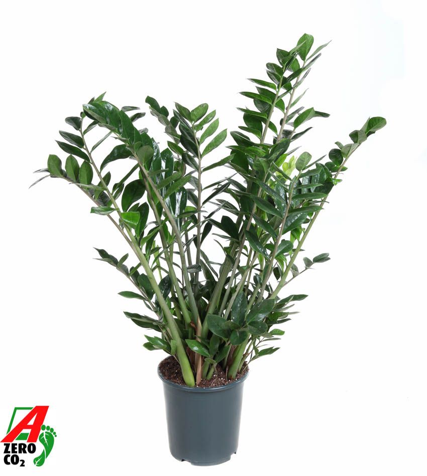 Zamioculcas Zamiifolia P27, D 27