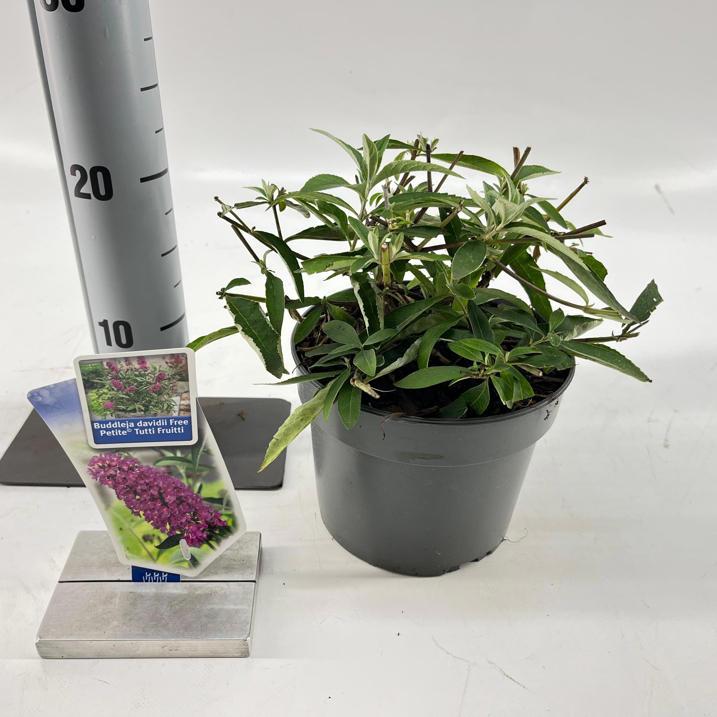 Buddleja dav. Free Petite© Tutti Fruitti ('Podaras 13'PBR), D 17 cm