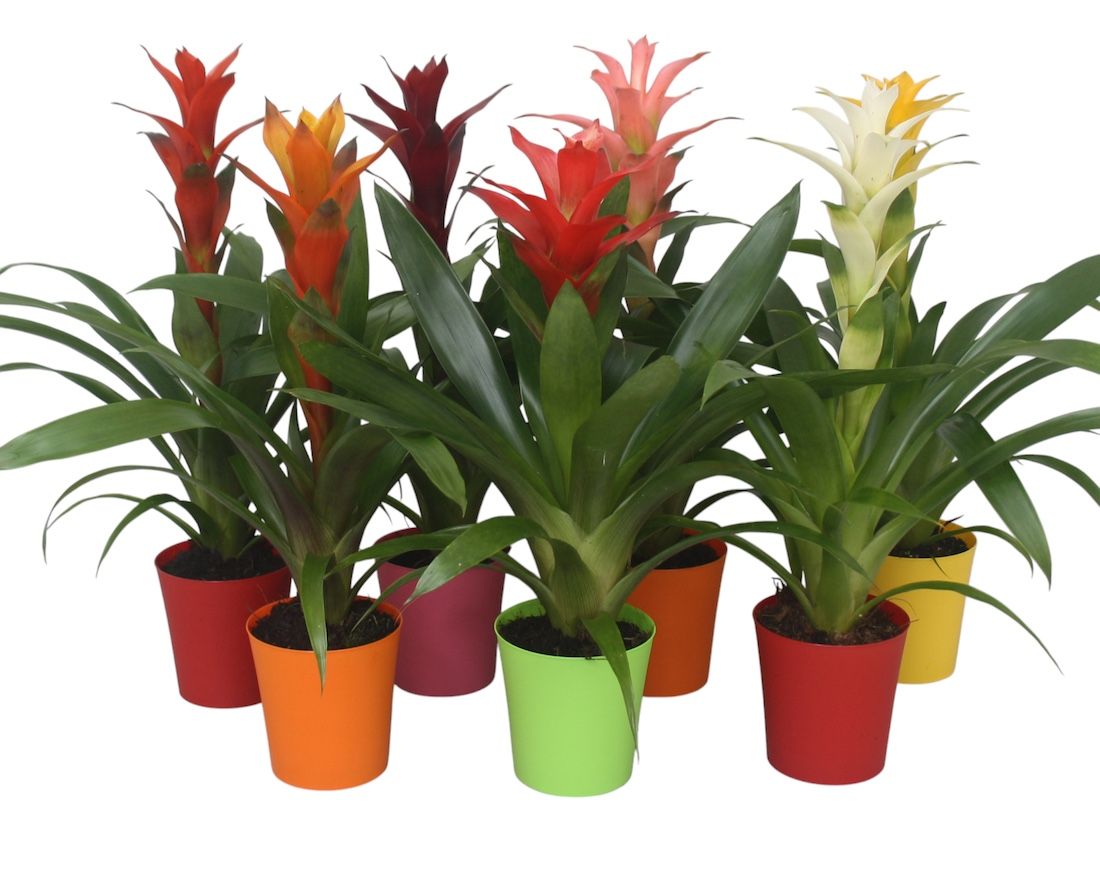 Guzmania gemengd in 5kl. kunststof pot, D 10
