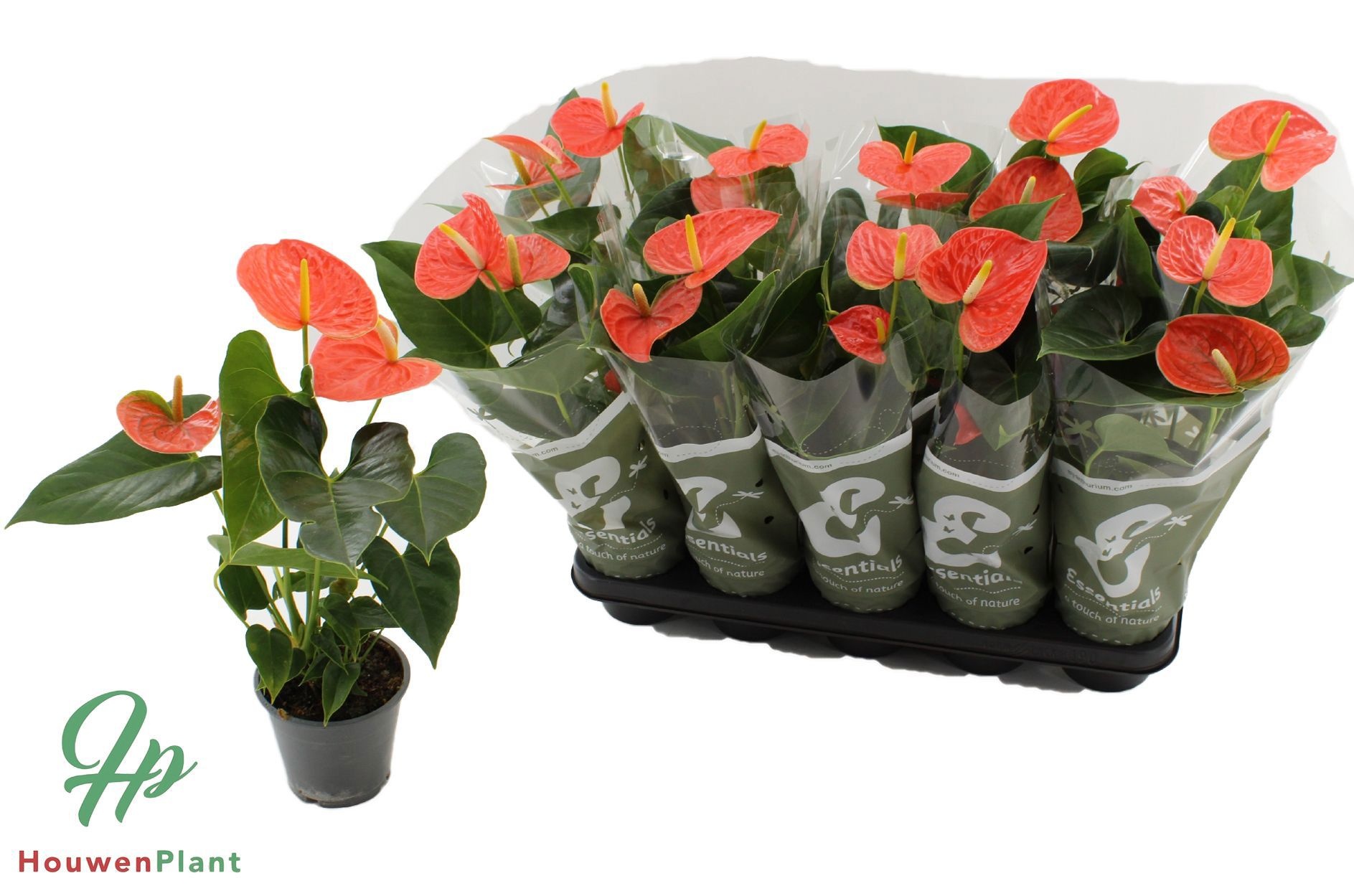 Anthurium 12 cm Prince of Orange in Essentials sleeve, D 12