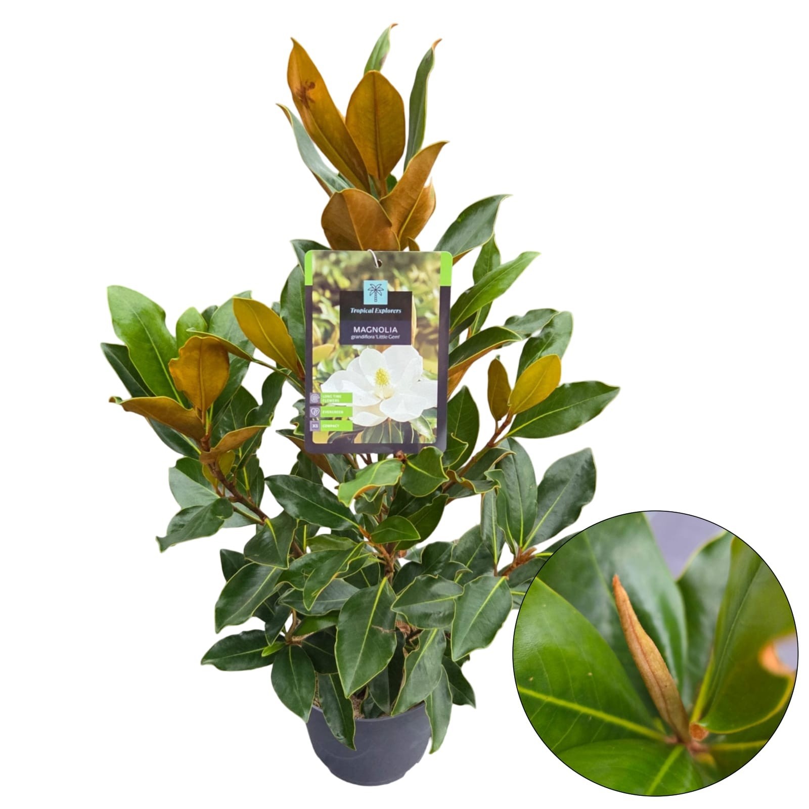 Magnolia Grandiflora 'Little Gem', D 19