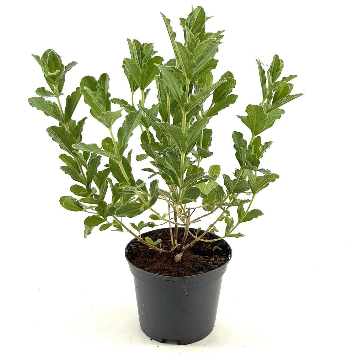 Brachyglottis compacta, D 17