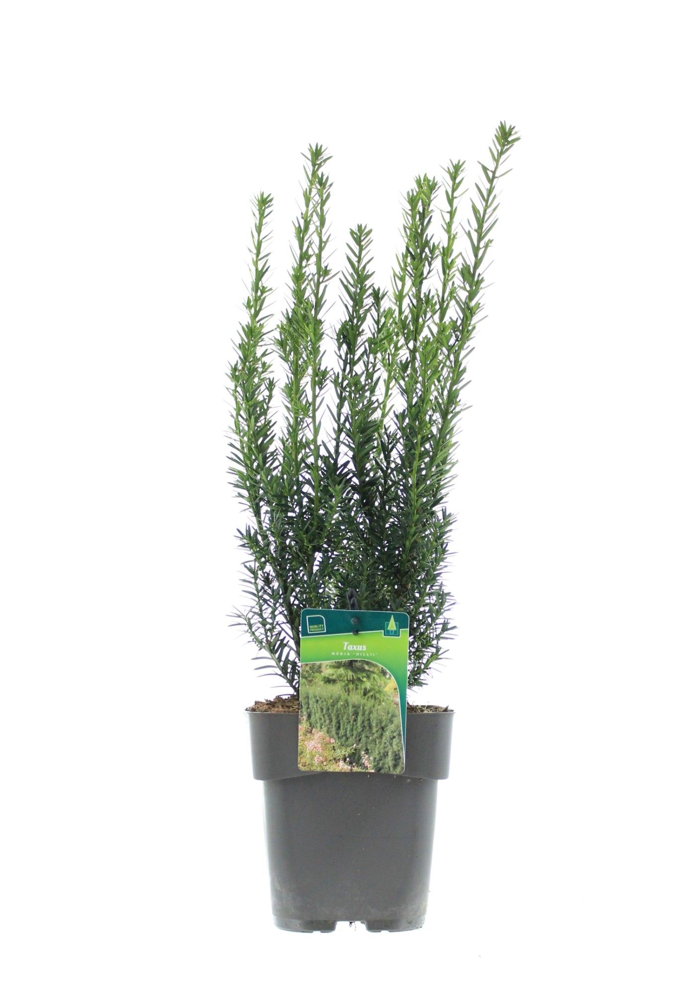 Taxus media 'Hillii', D 19