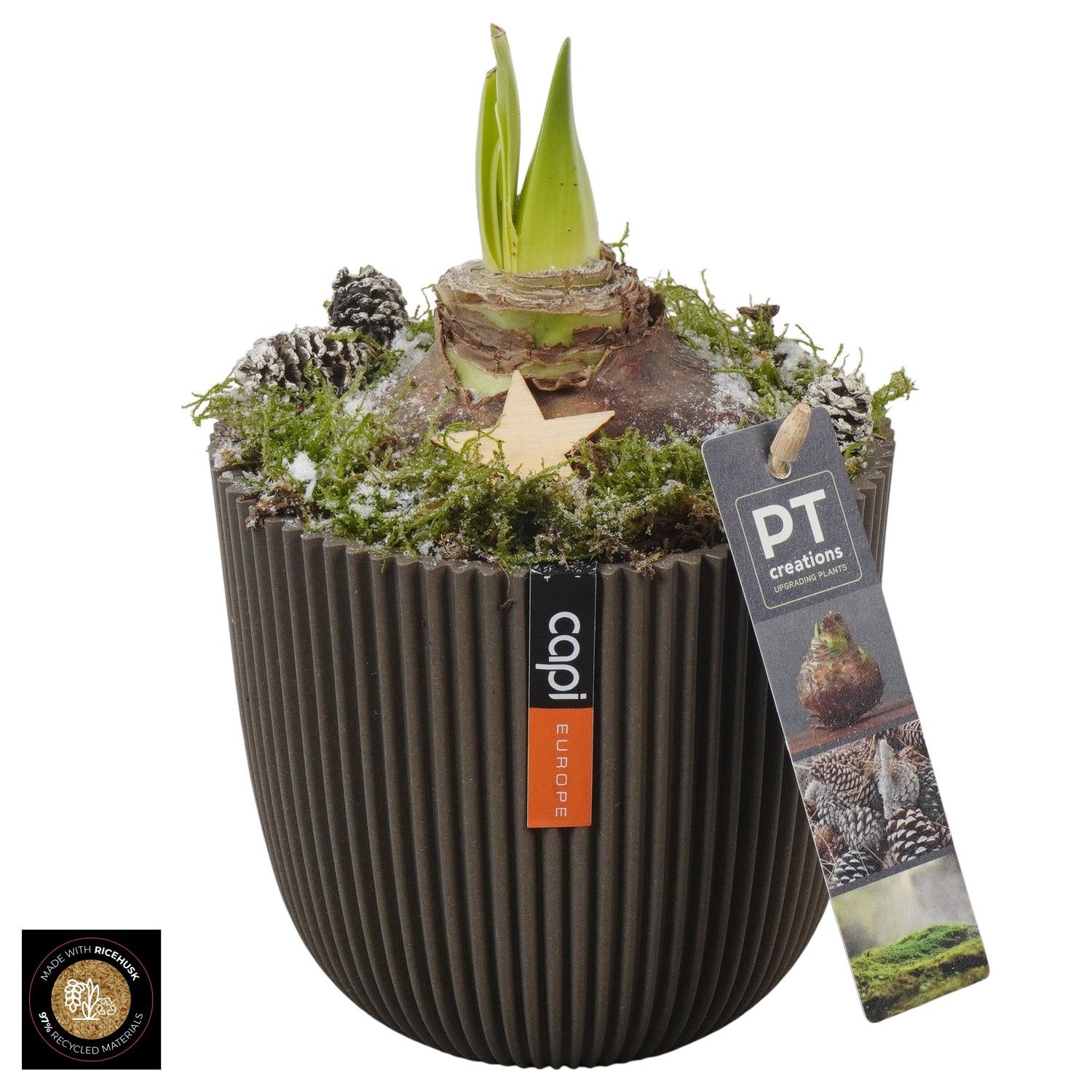 PTACH5918 Arrangement Amaryllis Christmas in capi pot, D 13 cm