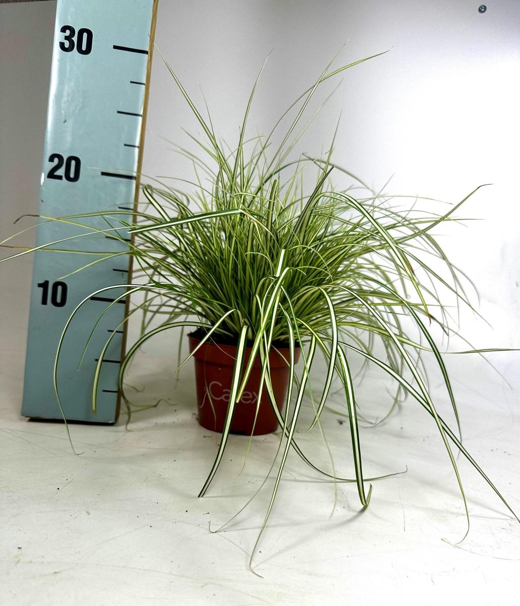 Carex oshimensis, D 10,5